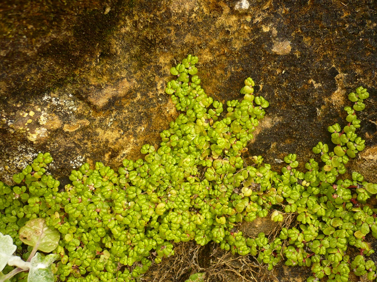 Soleirolia soleirolii (Urticaceae)